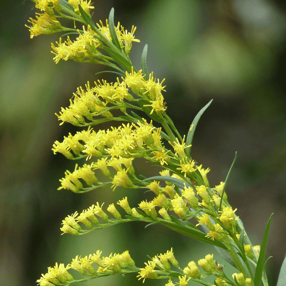 goldenrod